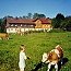 Farm holidays in the Black Forest