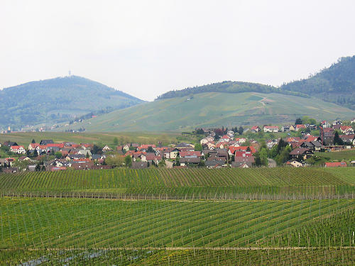 View on the vineyards near Eisental