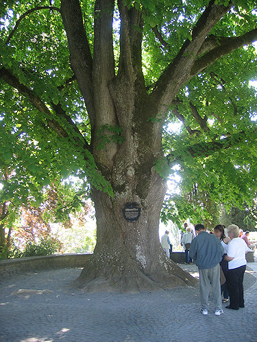 Viktoria Lime Tree