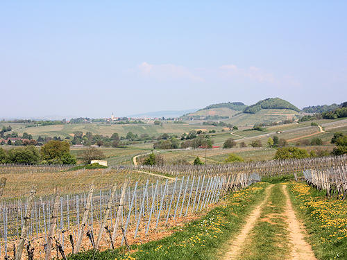 wine trail
