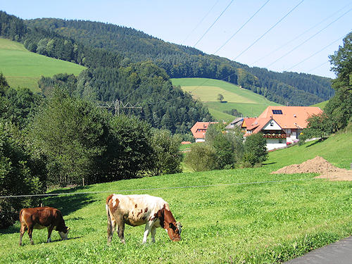 Mühlenbach in the Black Forest