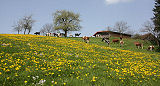 Spring pasture