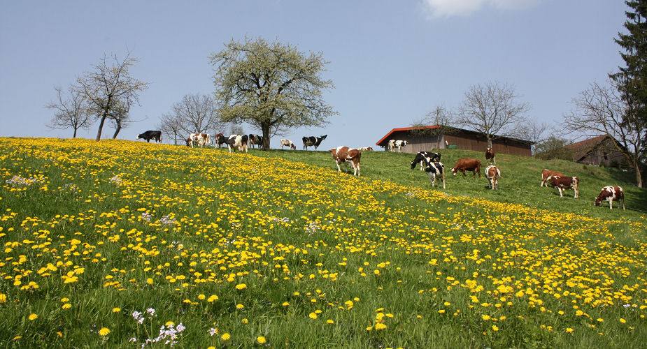 Cows on spring pasture