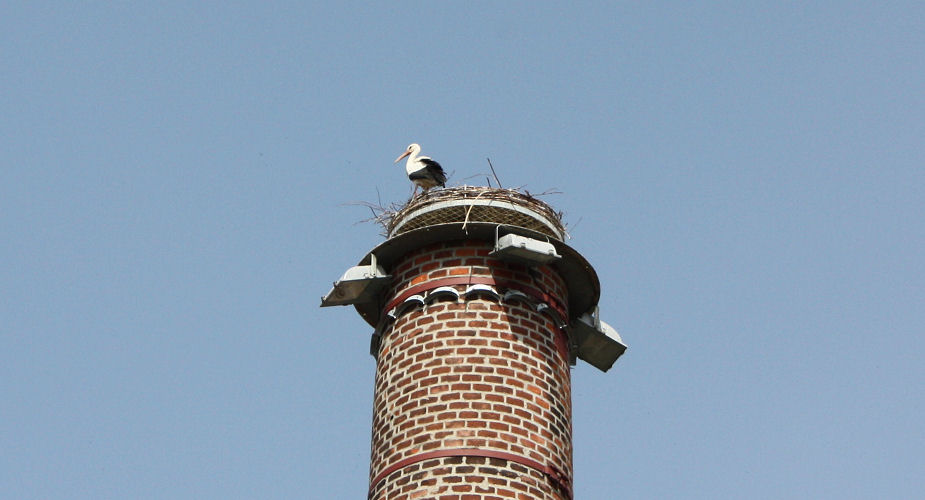 stork's nest