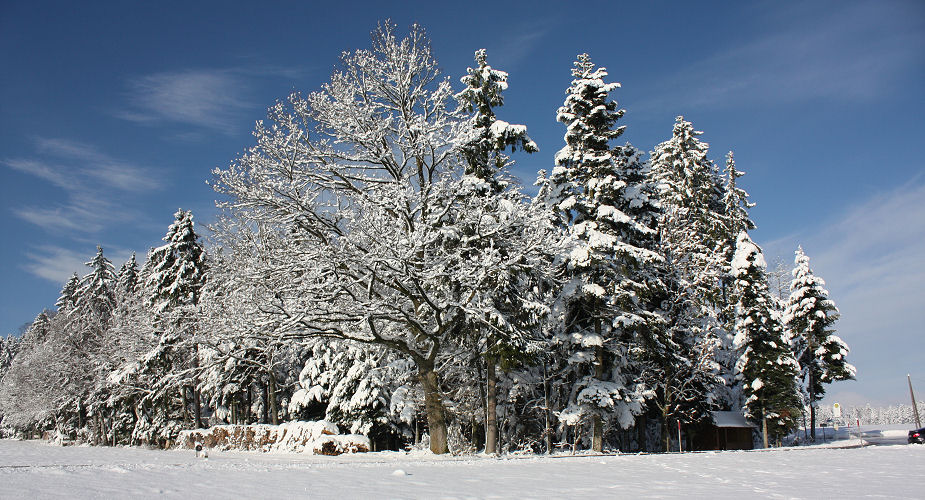 snowbound trees