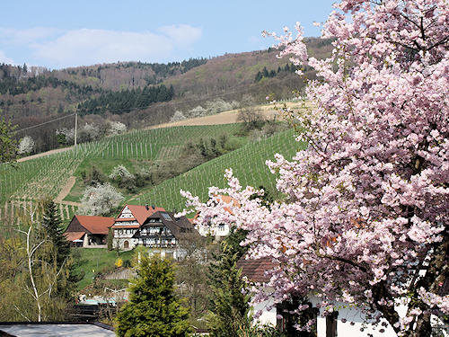 Springtime in Sasbachwalden