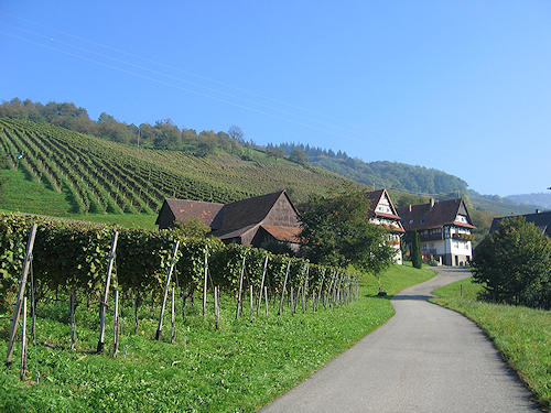 vineyards and houses decorated with flowers
